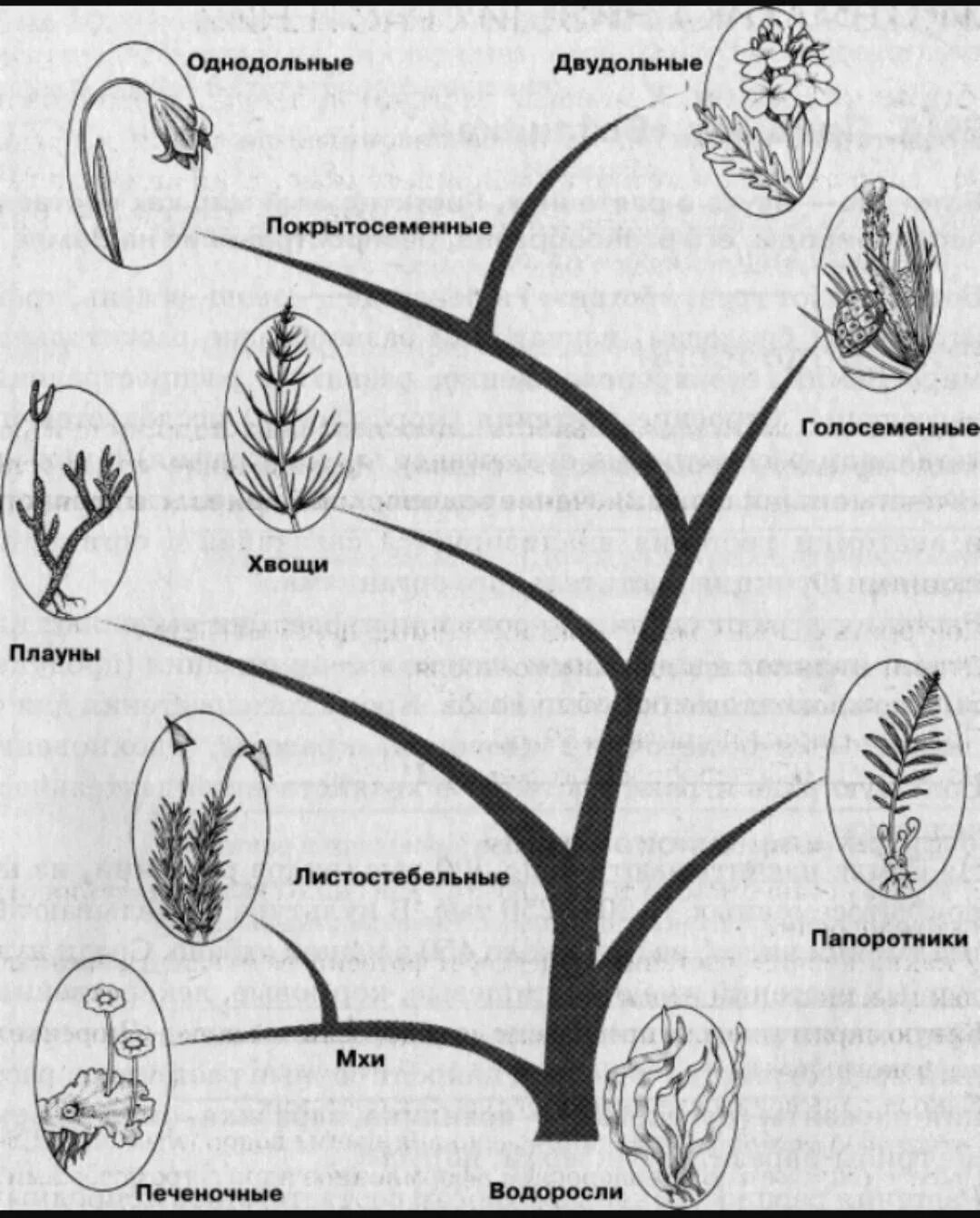 Признаки усложнения покрытосеменных. Эволюционное Древо растений схема. Схема происхождения высших растений 5. Родословное Древо царства растений.