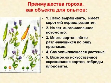 Какие из исследованных г менделем признаков гороха