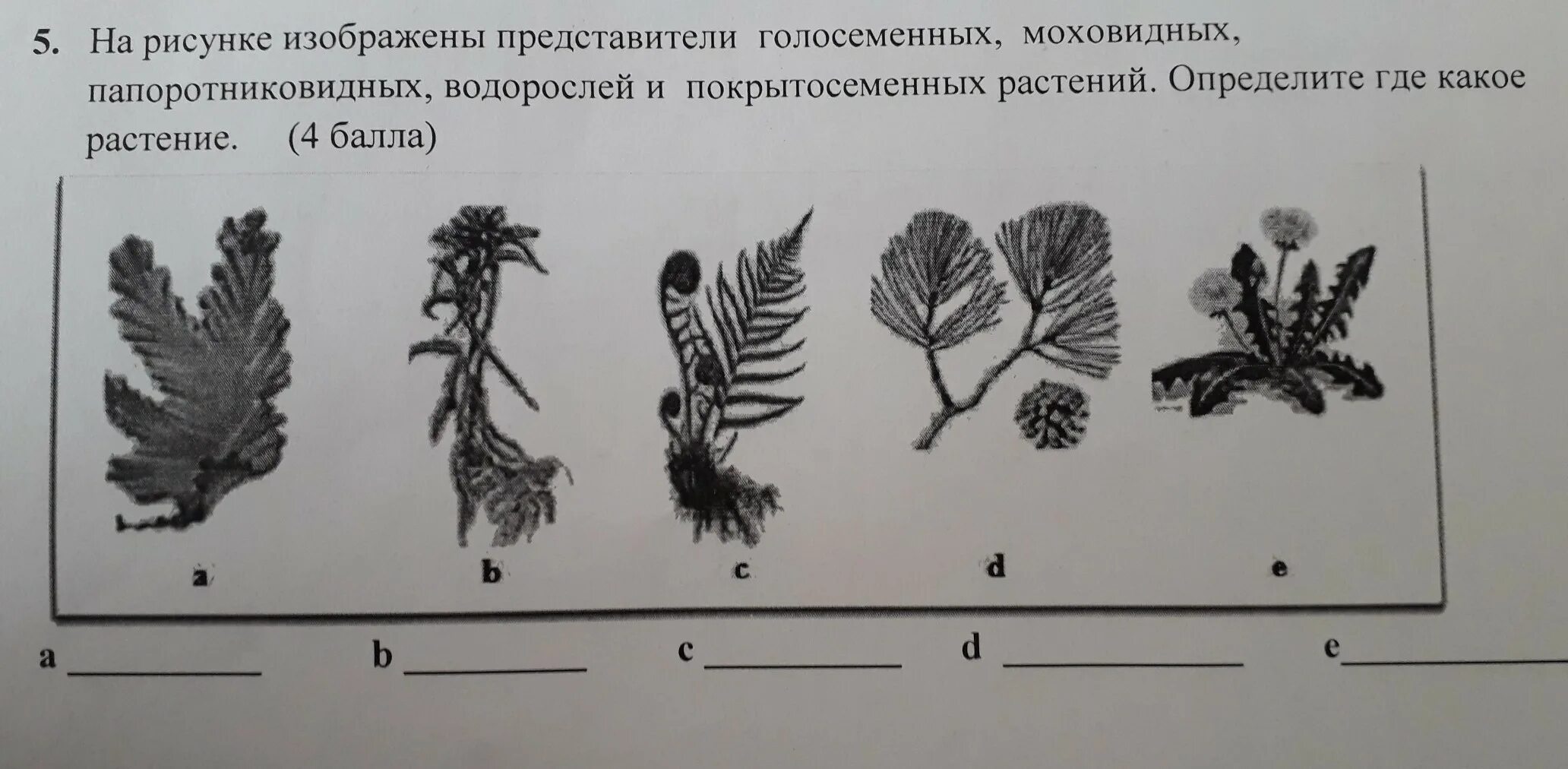 Впр голосеменные растения 7 класс. Водоросли Голосеменные Покрытосеменные. Водоросли мхи папоротники Голосеменные Покрытосеменные. Растения изображенные на рисунке. Водоросли мхи папоротники таблица.