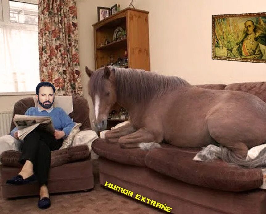 Почему лошади спят. Лошадь в квартире. Лошадь на диване. Спящий конь.