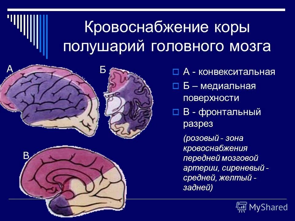 конвекситальных отделов лобных долей мозга. конвекситальных отделов лобных долей мозга. борозды лобной доли. извилины височной доли мозга. конвекситальных отделов лобных долей мозга.