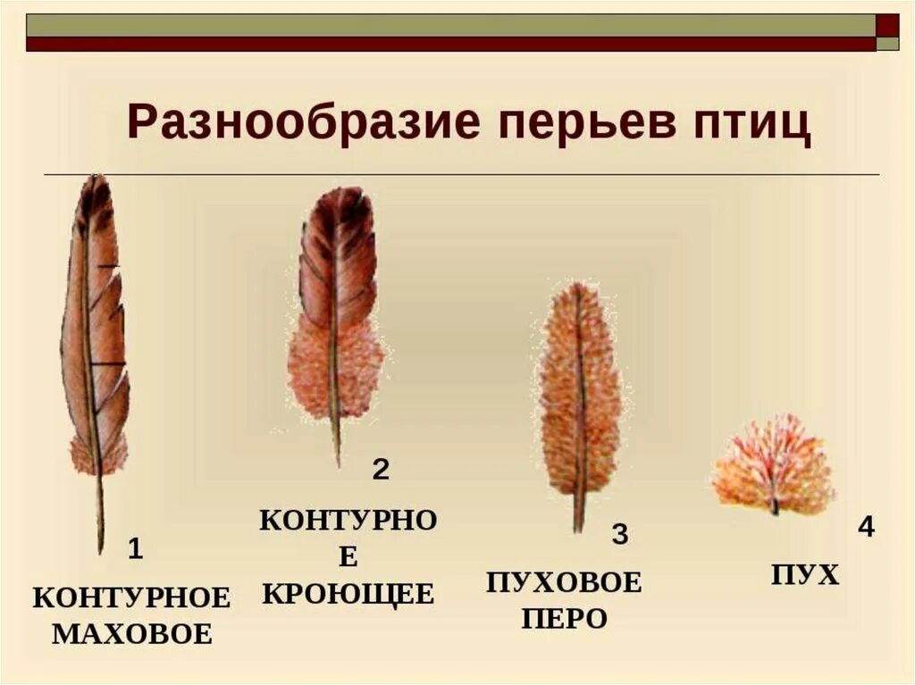 Особенности пухового пера у птиц. Строение пухового пера птицы биология 7 класс. Перья птиц биология 7 пуховое покровные. Пуховое перо. Перья маховые и пуховые.