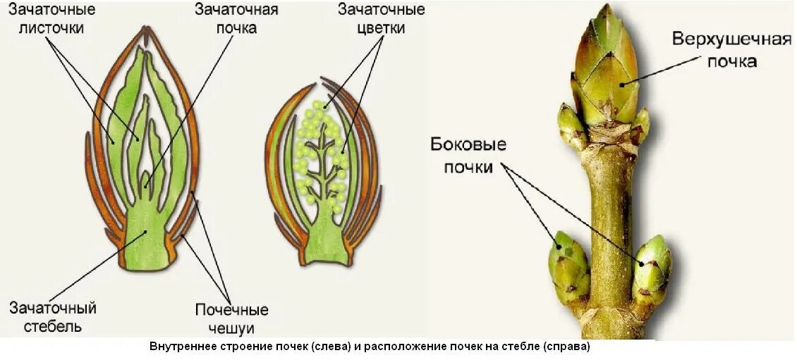 Зачаточное состояние. Строение вегетативной листовой почки. Строение листовой почки. Строение листовой и цветочной почки. Строение почки и побега.