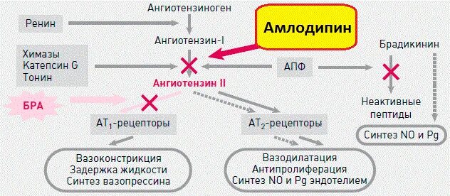 Амлодипин побочные действия при длительном применении. Механизм антиангинального действия амлодипина. Амлодипин механизм действия. Фармакологический эффект амлодипина. Эффекты амлодипина.