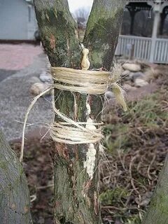 Сломали дерево что делать