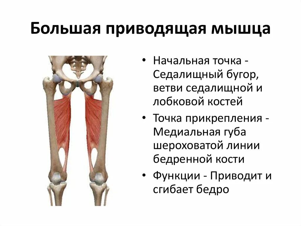 Функции приводящих мышц. Приводящие мышцы спереди. Приводящие мышцы бедра анатомия крепления. Большая приводящая мышца бедра анатомия.