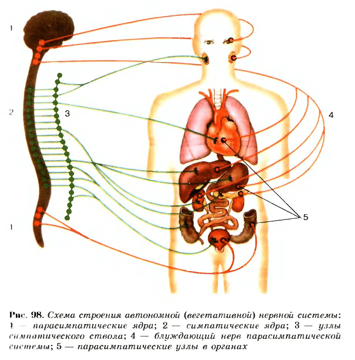 Органы мс. Центры вегетативной нервной системы анатомия. Схема вегетативной автономной нервной системы. Вегетативная нервная система анатомия схема. Рис 131 схема строения автономной вегетативной нервной системы.
