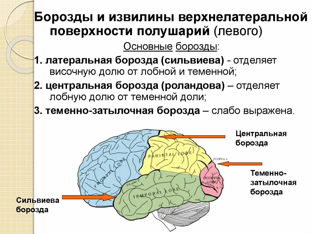 Вазогенный очаг больших полушарий. Доли и борозды полушария головного мозга. Поверхности полушария головного мозга. Сильвиева борозда функции. Борозды и извилины коры больших полушарий схема.