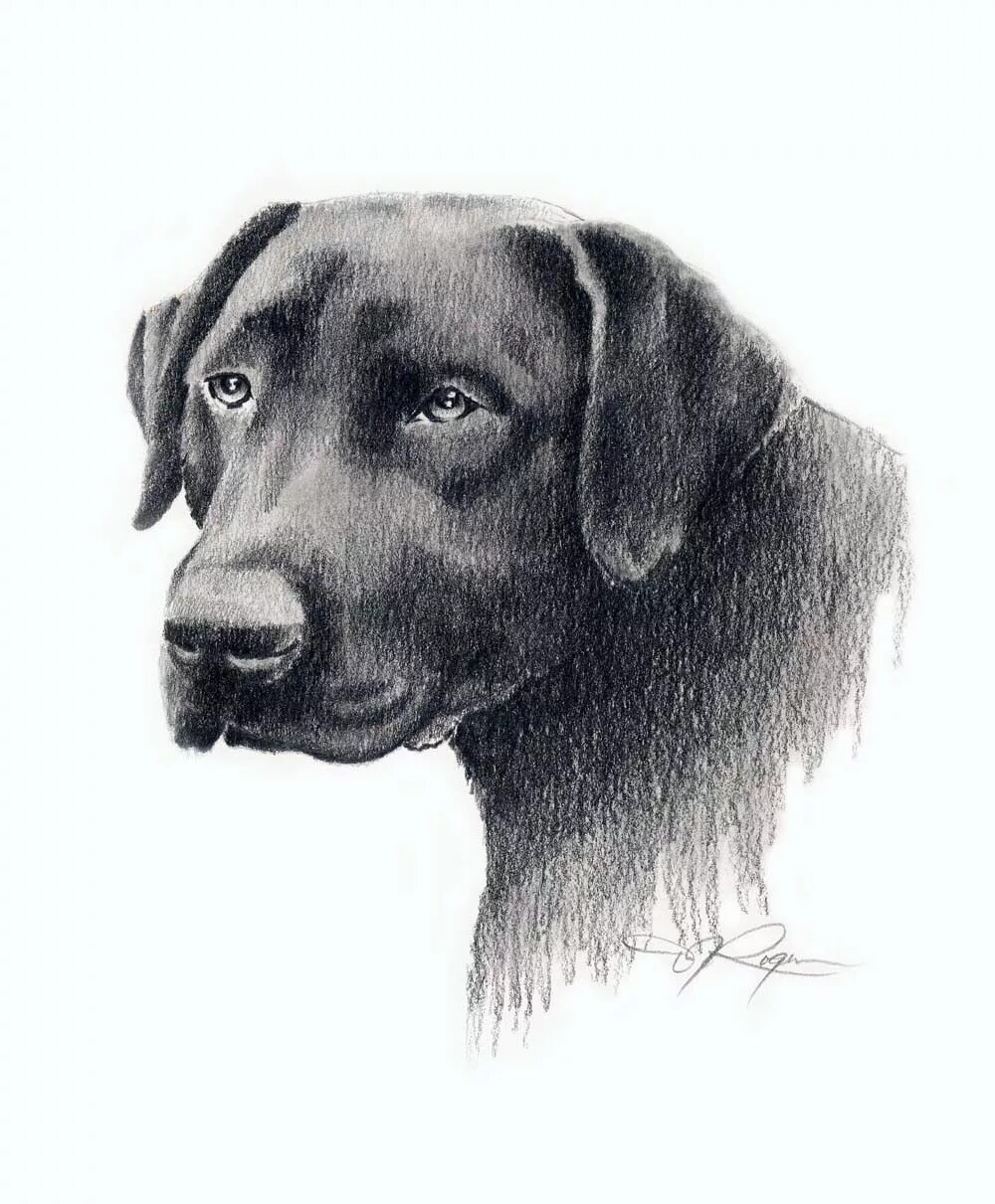 Рисунки черных собак. Лабрадор рисунок. Собака рисунок карандашом. Портрет лабрадора карандашом. Лабрадор карандашом.