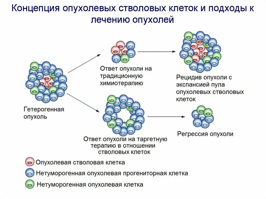 Строение опухоли схема. Механизмы опухолевой трансформации клеток. Деление раковой клетки. Деление стволовых клеток