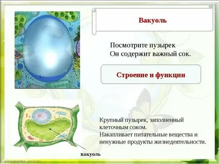 Какую роль выполняет вакуоль