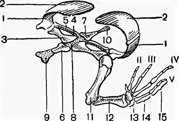 Скелет передних конечностей лягушки. Скелет лягушки пояс передних конечностей. Строение пояса передних конечностей лягушки. Строение пояса передних и задних конечностей лягушки. Строение пояса задних конечностей лягушки.