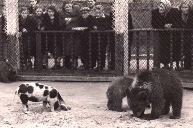 Кем был организован московский зоосад 19 века. Московский зоопарк 1941. площадка молодняка в московском зоопарке. московский зоопарк 1864. московский зоопарк в годы великой отечественной войны.