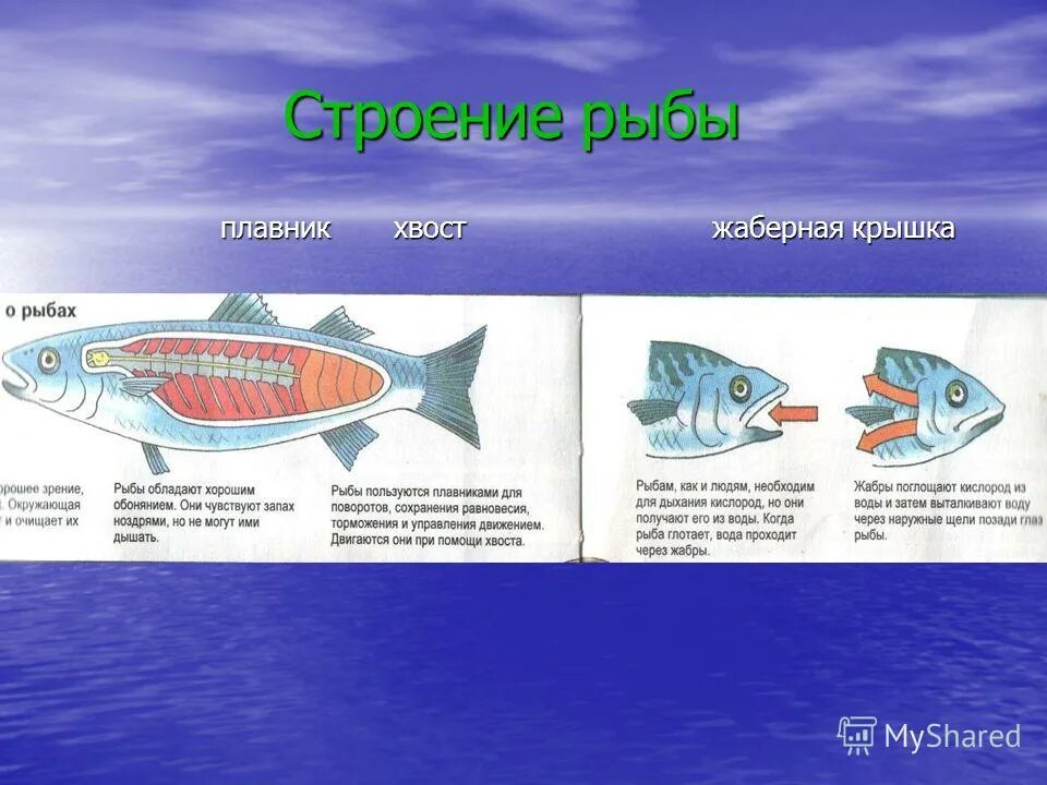 Зачем рыбам плавники