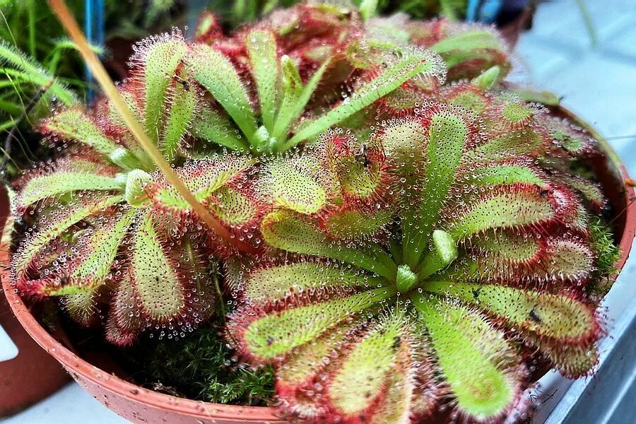 цветок росянка мухоловка. росянка мухоловка. росянка цветет. растения паразиты названия. растение встречающееся.