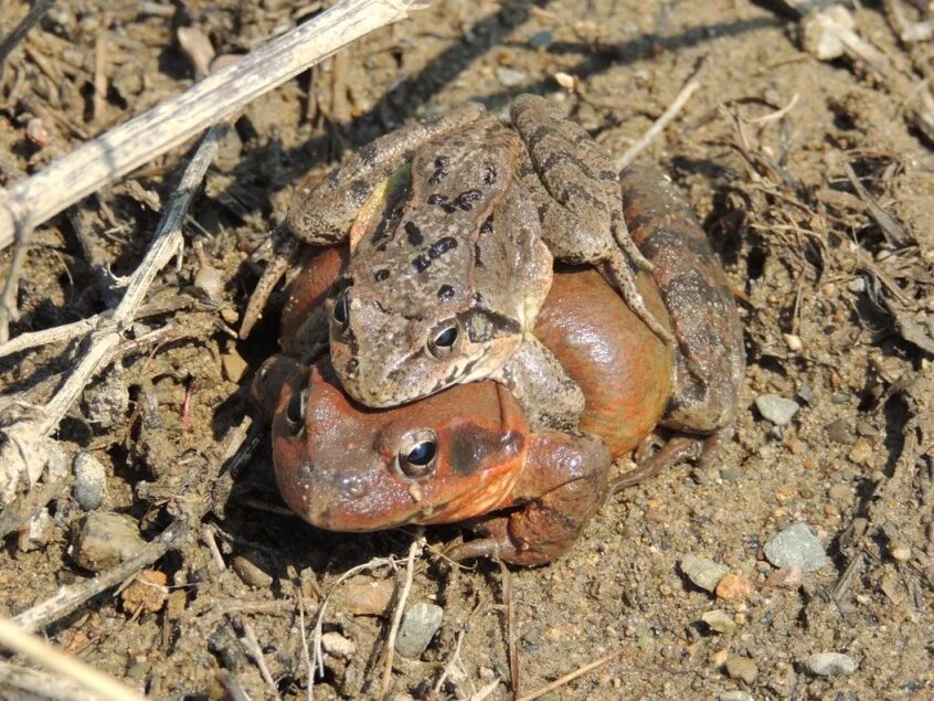 Как избавиться от лягушек на участке. Земляная жаба. Земная жаба. Земляная жаба на огороде. Жаба в земле.