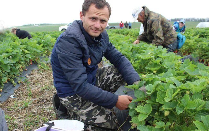 Брянск клубничный рай. Русская ягода директор. Клубничный рай Кокино Гринчук. Клубничный рай фестиваль Выдрино.