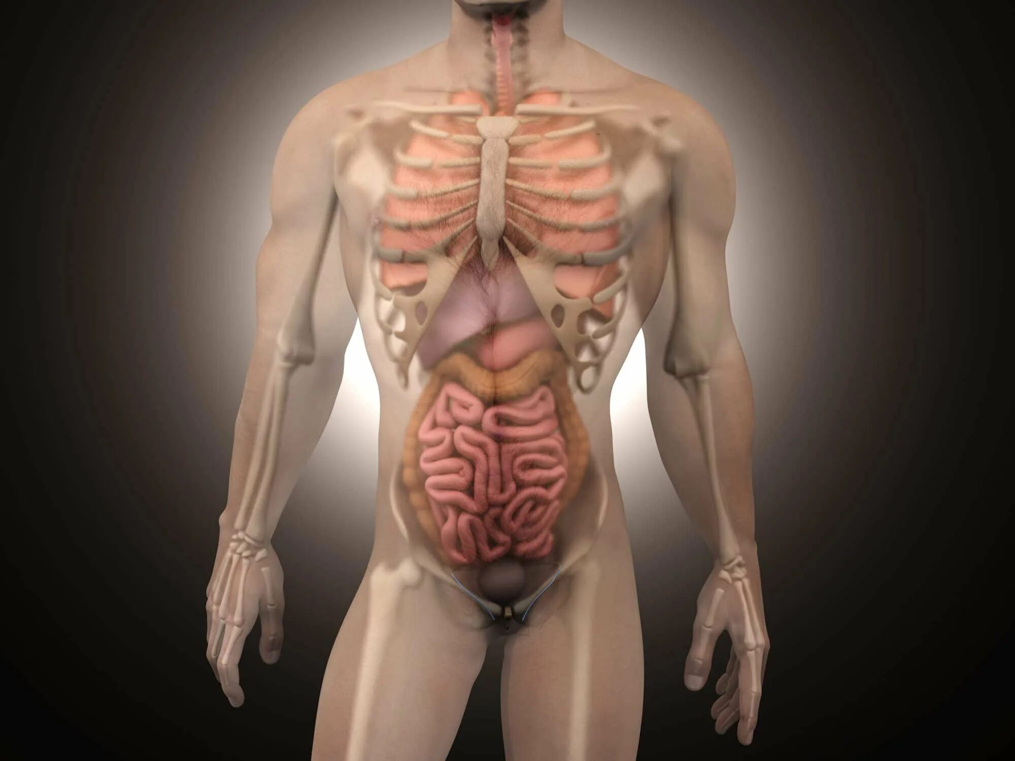 Органы человека с ребрами. Анатомия человека мужчины. Анатомия мужчины внутренние. Внутренние органы человека с ребрами.