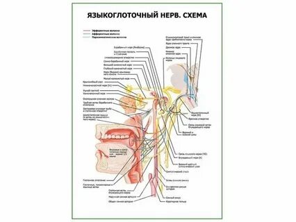 Черепно мозговые нервы языкоглоточный нерв