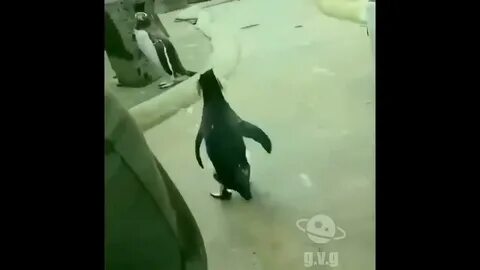 Видео пингвин с пятницей