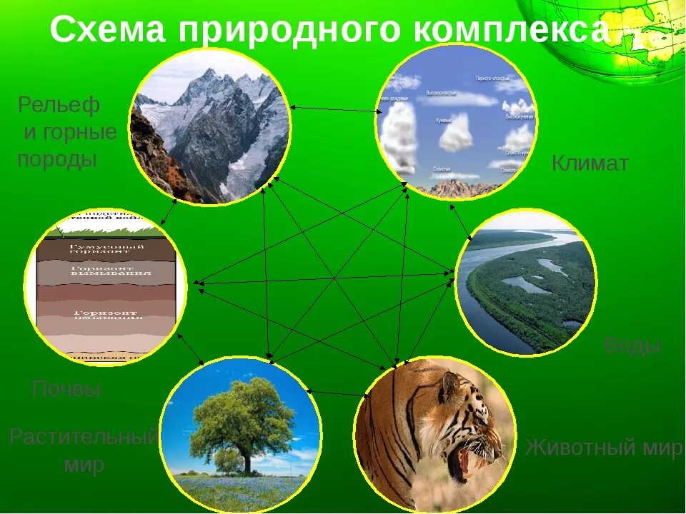 Какие природные компоненты. Схема природного комплекса. схема природного территориального комплекса. схема строения природного комплекса. природные компоненты схема.