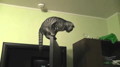 Видео кот паук