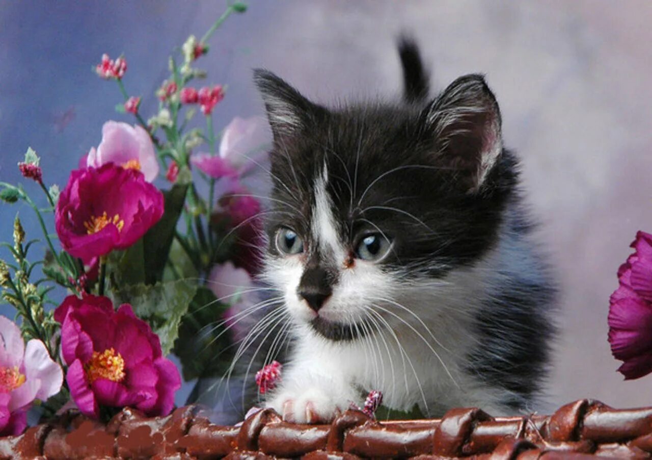 Киска друг. Котенок с цветами. Красивые котята с цветами. Котенок с цветочком. Открытки с котятами.