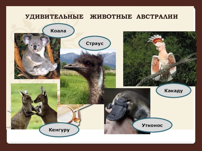 Кенгуру и утконос. Коала кенгуру утконос. австралия кенгуру и утконос. кенгуру и страус сходства. утконос какаду.
