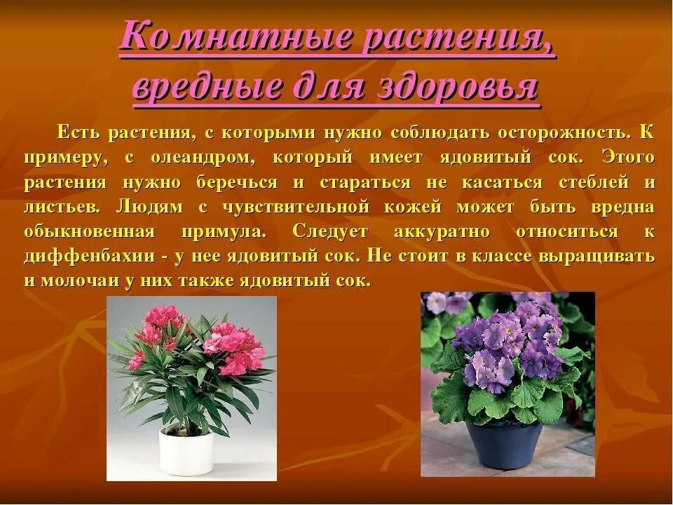 Домашние цветы опасные для людей. Проект комнатные цветы. Комнатные растения для здоровья. Вредные комнатные растения. Полезные цветы.
