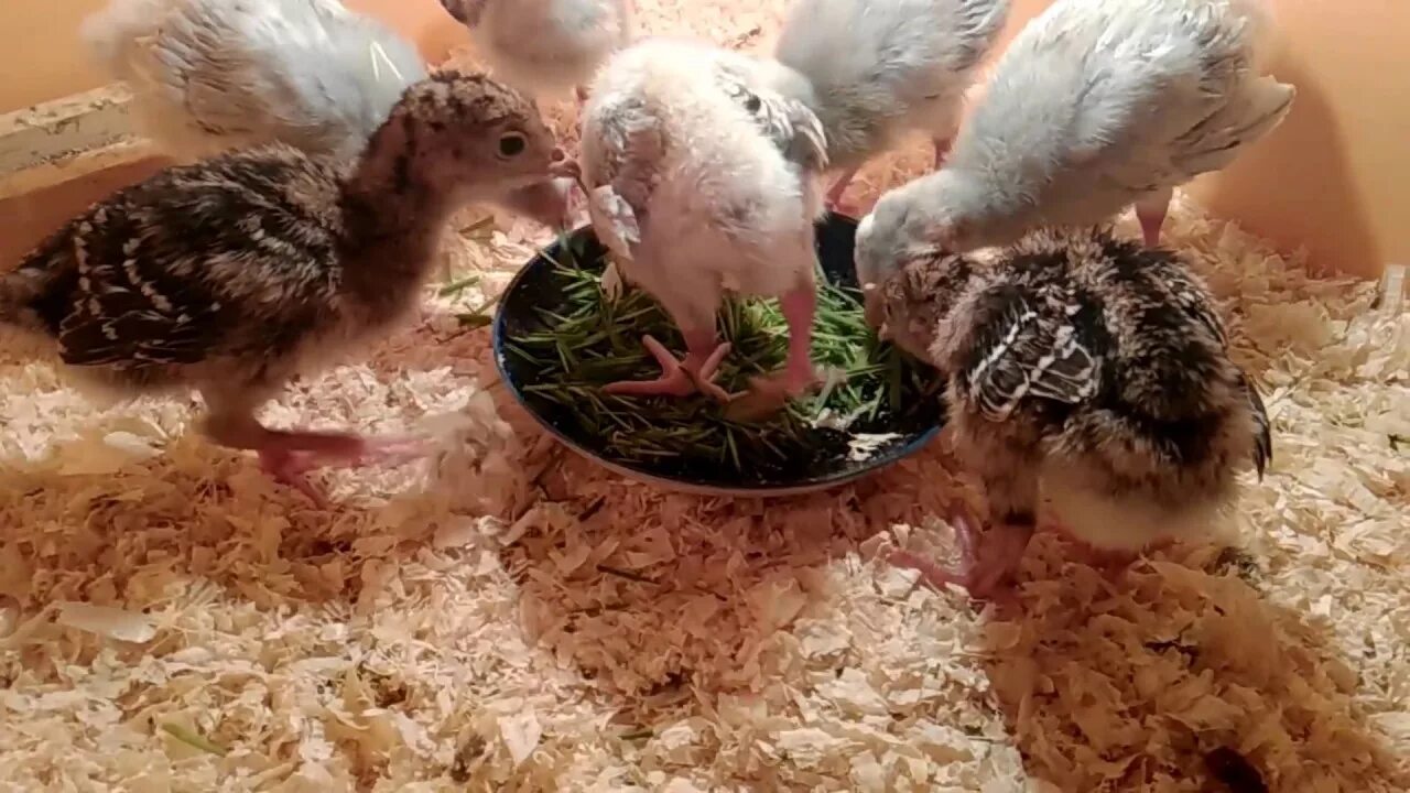 Cock feeding