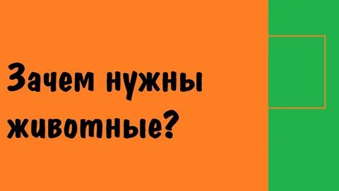 Зачем нужны животные в городе заметка