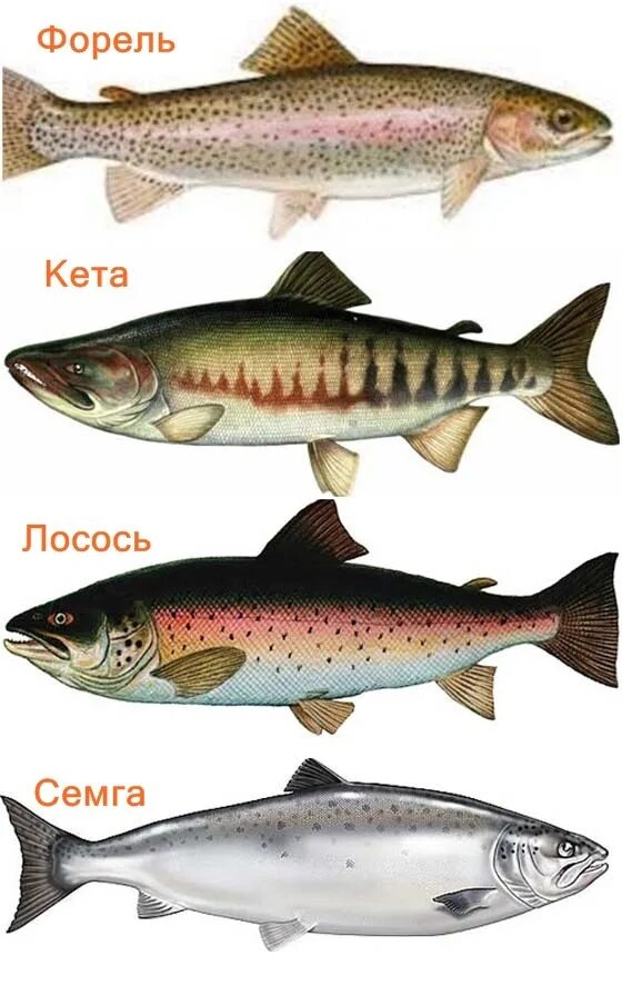 Крупные форели вид подчинительной. Горбуша семга форель и лосось отличия. Рыба лосось горбуша кета. Семейство лососевых рыб кета. Название красных рыб семейства лососевых.