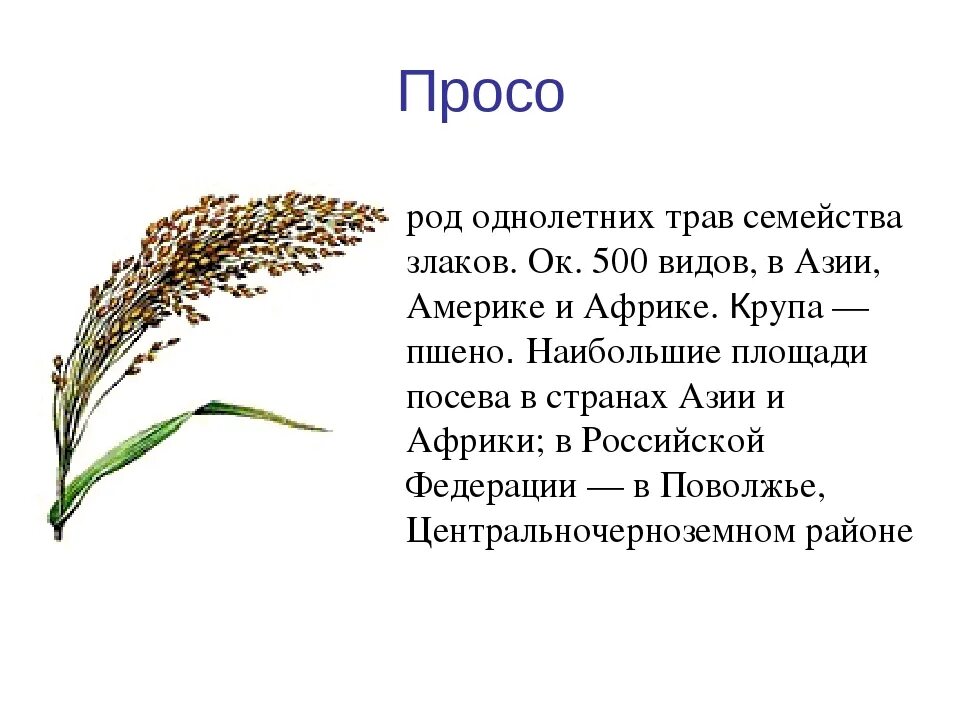 Роды злаковых. Просо. Сообщение про просо. Просо злак. Просо соцветие.