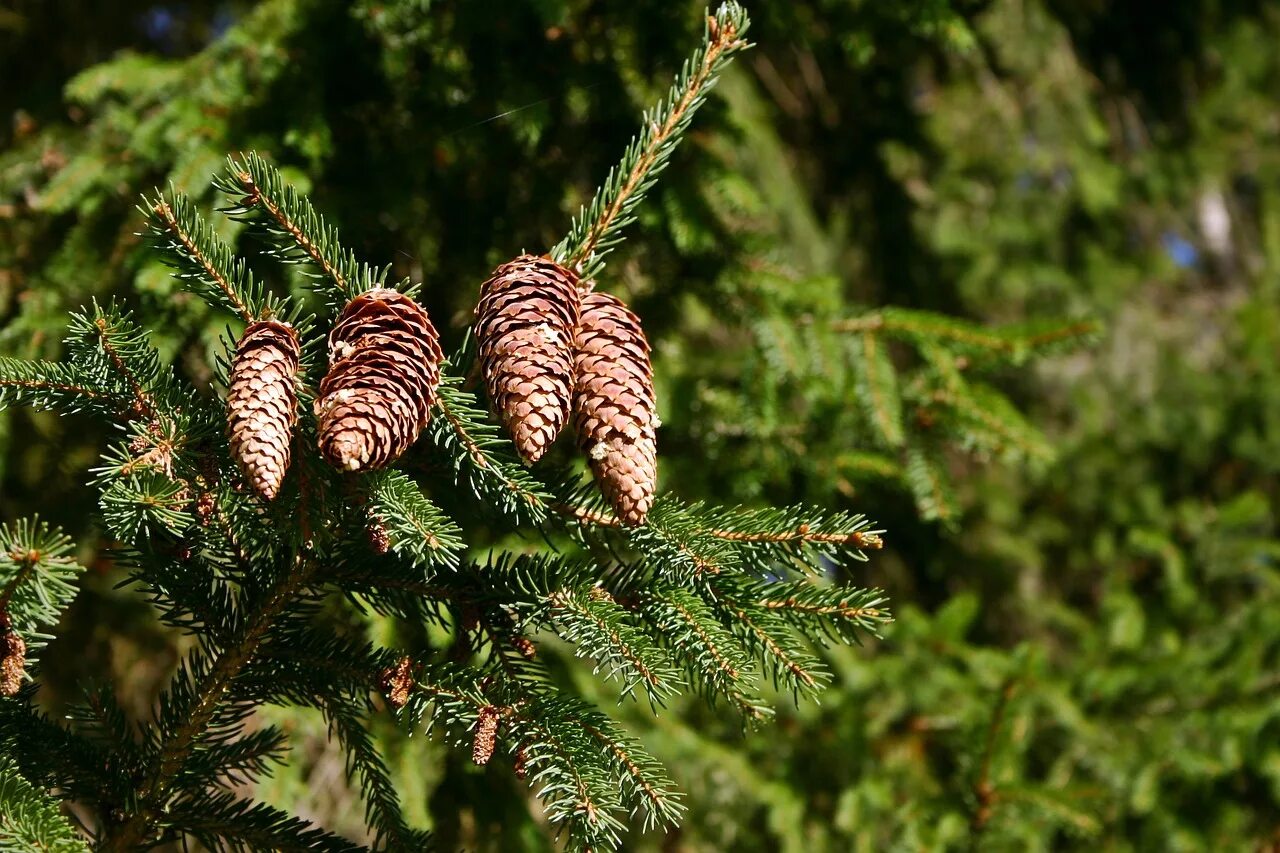 Пиши хвойный. Ель Аянская шишки. Ель финская Picea Fennica. Ель Аянская дерево. Хвойники ель и сосна.