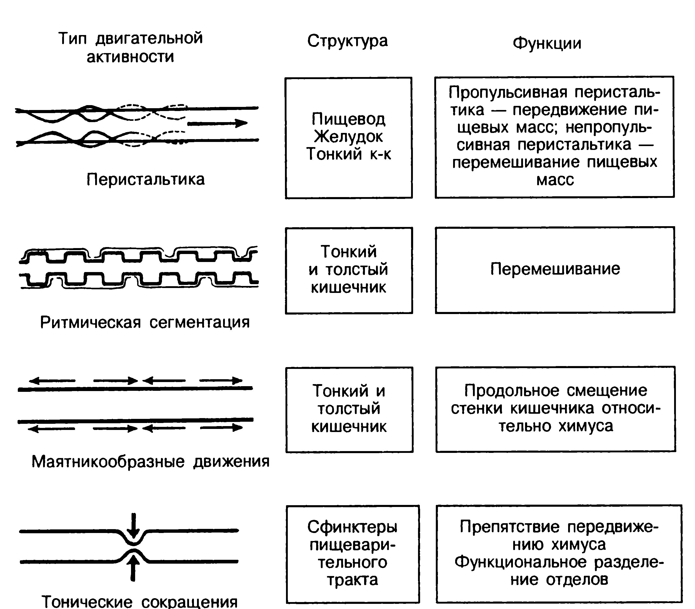 Моторика желудка и кишечника. Типы моторики тонкой кишки. Моторная функция тонкого кишечника виды двигательной активности. Перистальтические сокращения тонкого кишечника. Типы перистальтики толстой кишки.