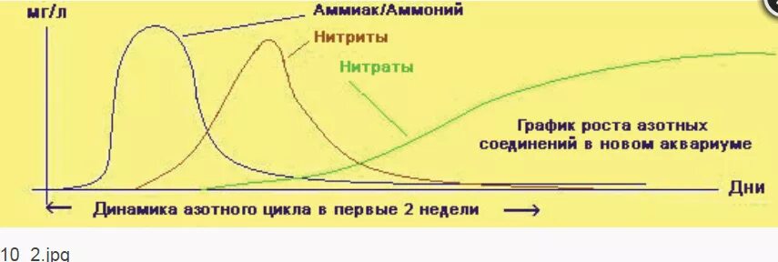 Аммиака нитритов нитратов. Азотистый цикл в аквариуме график. Схема азотного цикла в аквариуме. Становление азотного цикла в аквариуме. Азотный цикл в аквариуме.