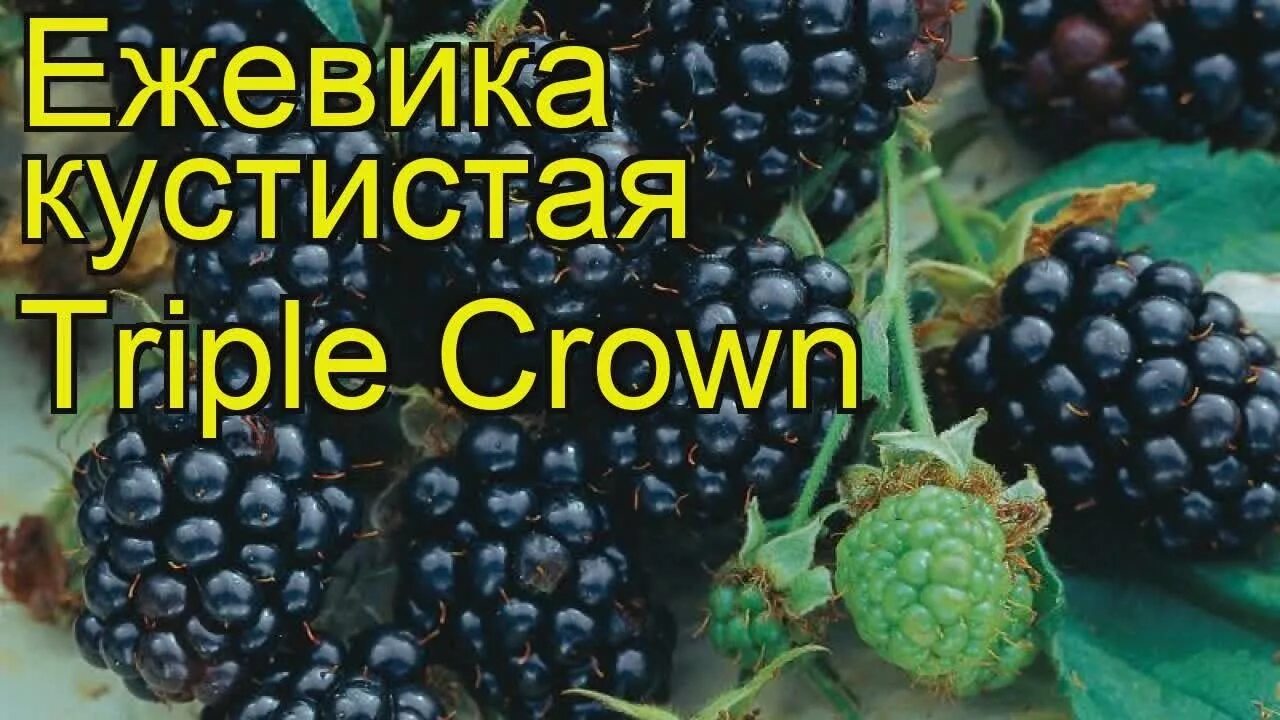Тройная Корона 2020г - ежевика бесшипная, плодоношение в Ягодном Подворье - YouT