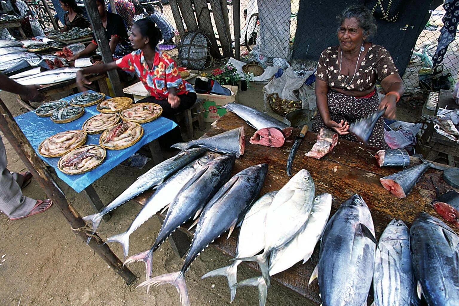 Негомбо Шри Ланка рыбный рынок. Шри Ланка морепродукты рынок. Рыбный рынок в Шри Ланке. Рыбный рынок в Галле Шри Ланка.