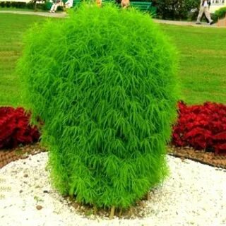 Кохия пламя