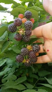 Сорт ежемалины кумберленд
