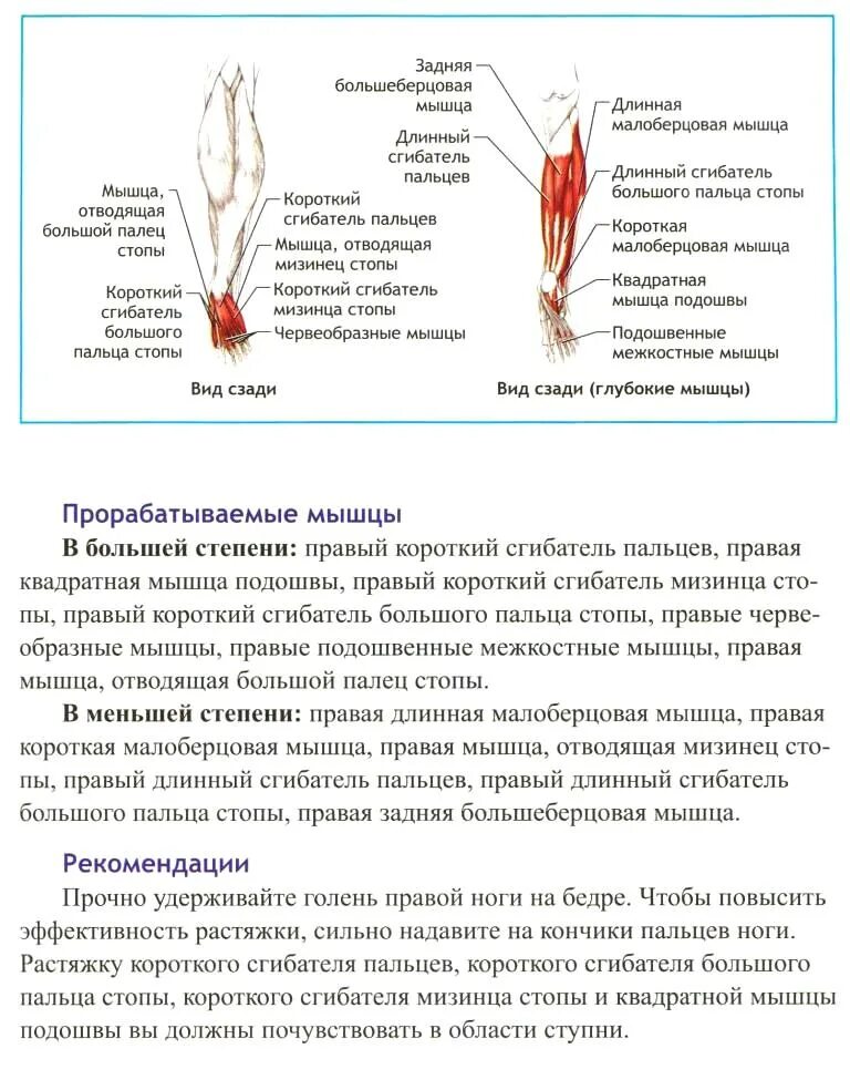 Длинный сгибатель стопы. Мышцы сгибатели стопы. Длинный сгибатель пальцев мышца голени. Растяжка мышц сгибателей голени. Длинный и короткий сгибатель большого пальца стопы.