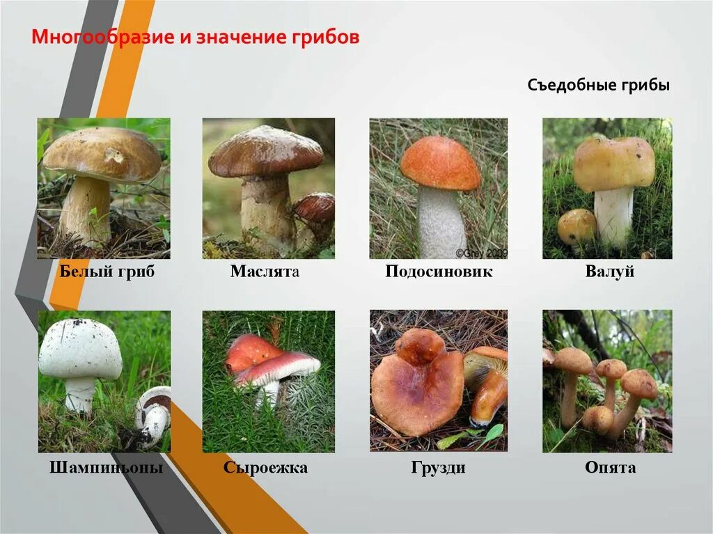Многообразие и значение грибов 5 класс презентация. Разнообразие грибов в природе. Грибы съедобные в жизни человека. Многообразие грибов в жизни человека и в природе. Значение грибов.