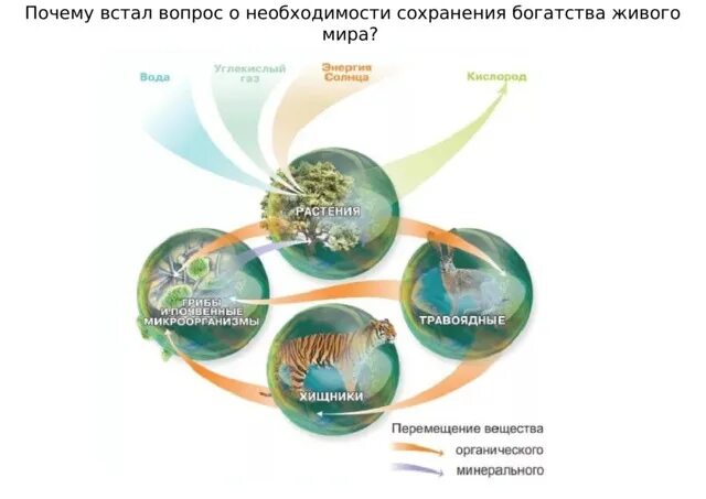 Биосфера круговорот веществ в биосфере. Круговорот веществ в биосфере схема. Биологический круговорот в биосфере. Биологический круговорот веществ в биосфере схема. Круговорот веществ в биосфере обеспечивается