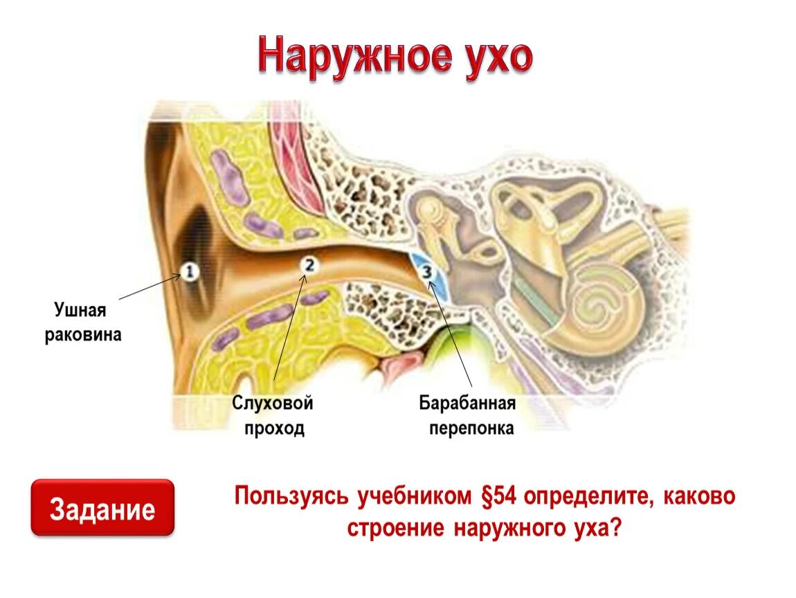 Наружное ухо барабанная перепонка. Орган слуха ушная раковина. Слуховой анализатор наружное ухо. Слуховой анализатор ушная раковина. Барабанная перепонка и раковина