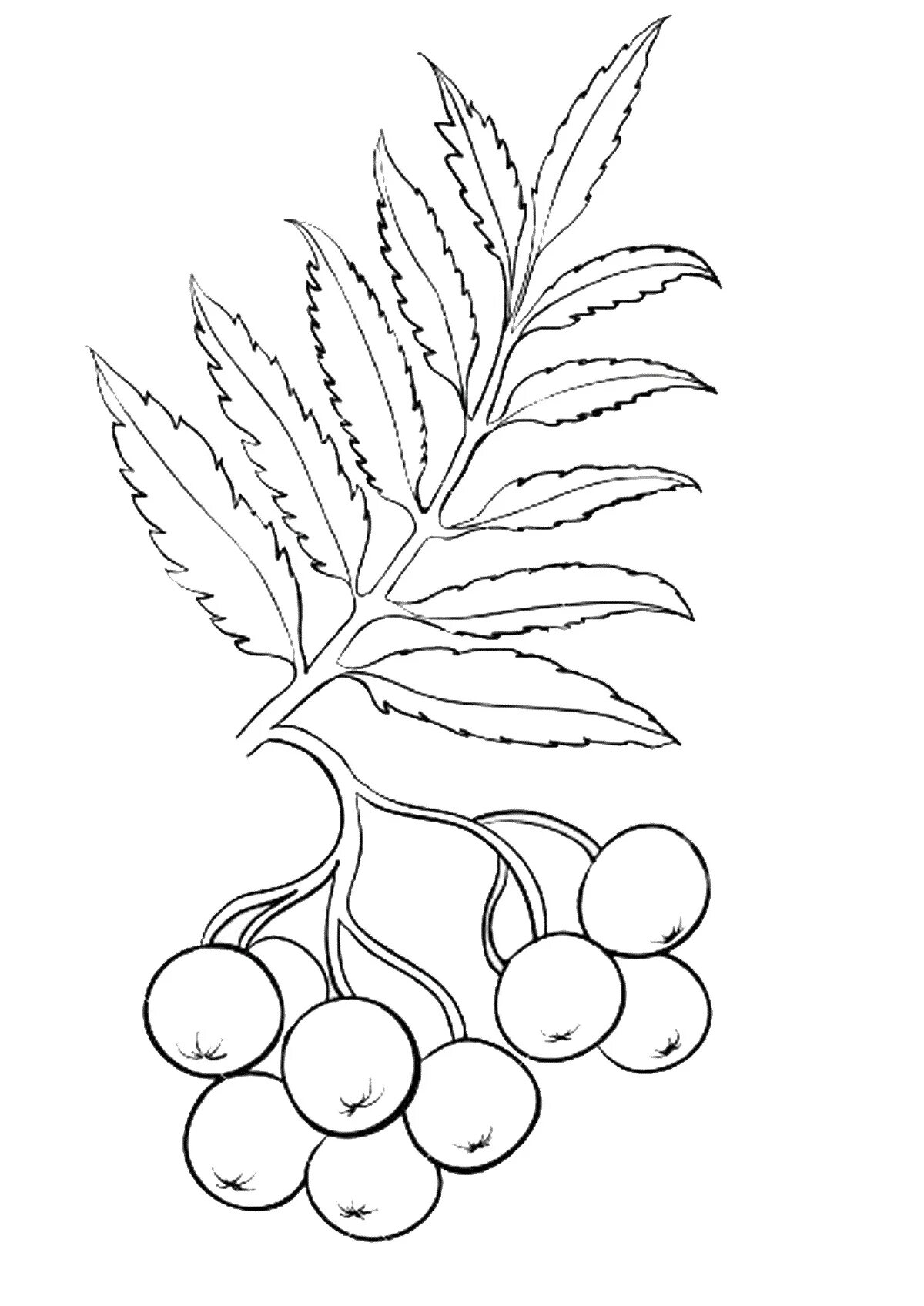 Рябина раскраска. Шаблоны рисунков рябины. Гроздь рябины раскраска для детей. Гроздь рябины раскраска. Шаблоны рисунков рябины.