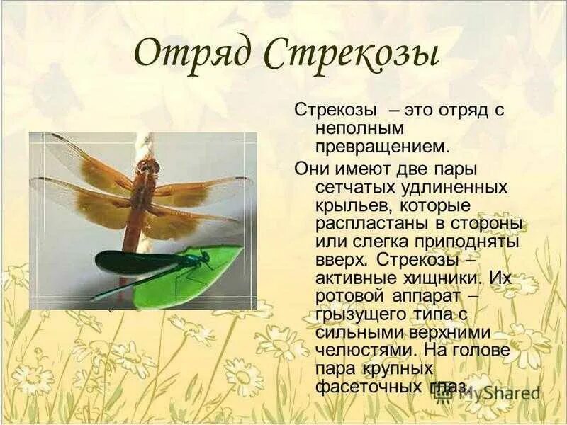Сообщение стрекозы. Стрекозы отряд насекомых. характеристика отряда стрекозы. стрекоза презентация. представители отряда насекомых стрекозы.