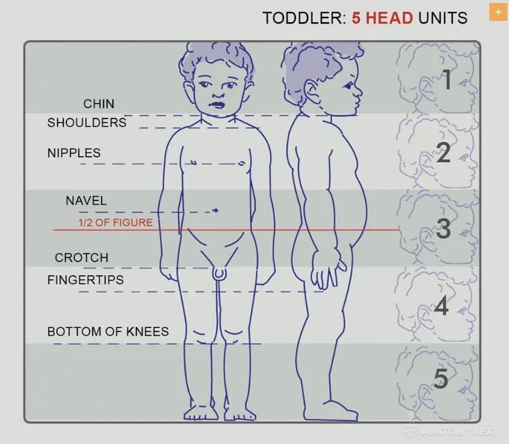 Пропорции тела ребенка в 2 года. Сечение детей. Анатомия пропорции тела ребенка. Золотое сечение тела. Пропорции частей тела.