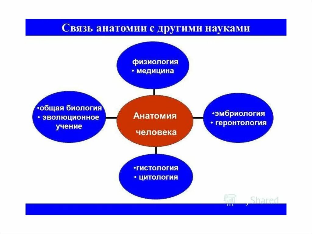 Методика и другие науки. Связь анатомии с другими науками. Взаимосвязь анатомии и физиологии. Связь физиологии с другими медицинскими науками. Связь анатомии с другими дисциплинами.