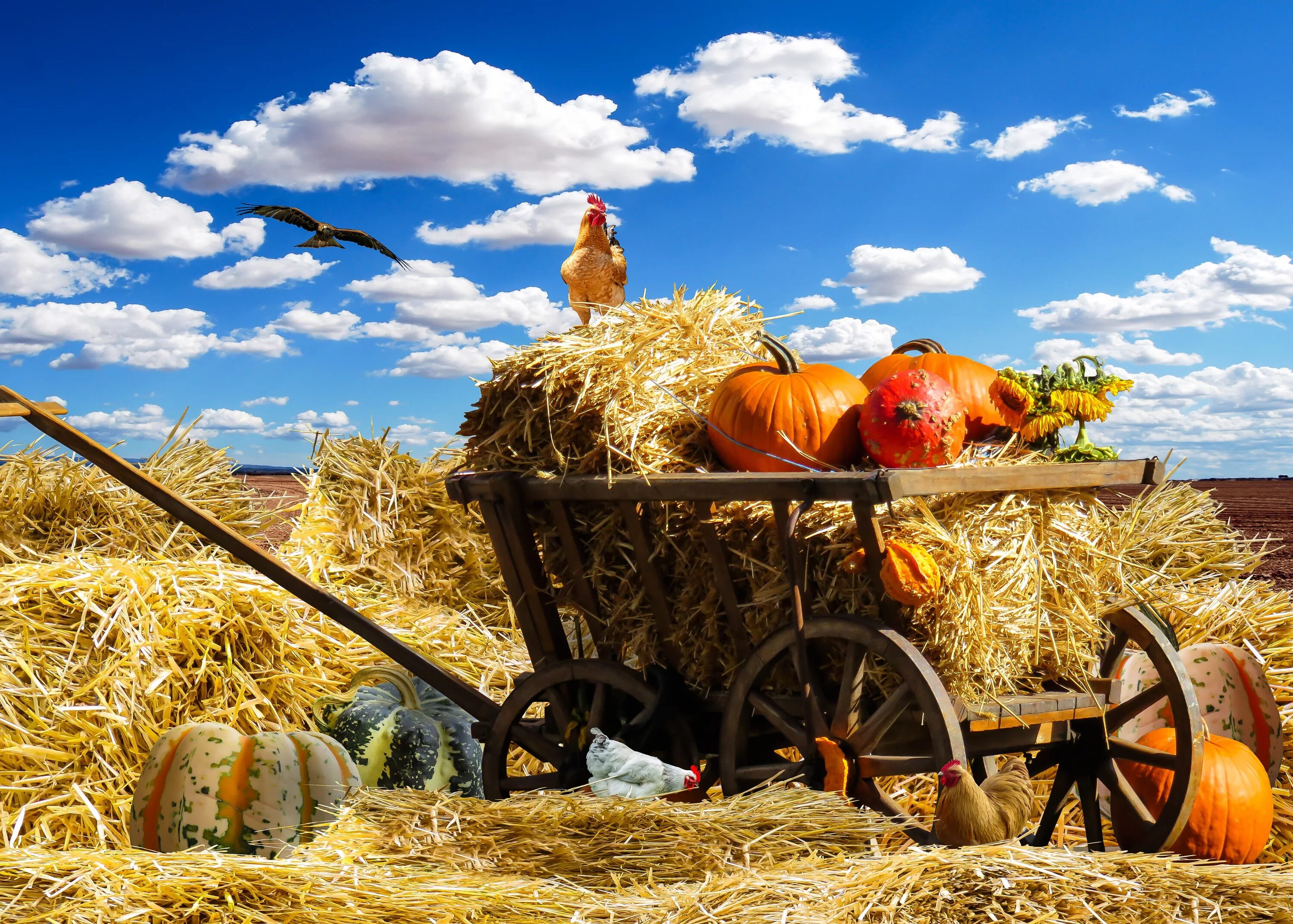 Сбор урожая. Осень сбор урожая. Телега с сеном. Сельское хозяйство урожай.