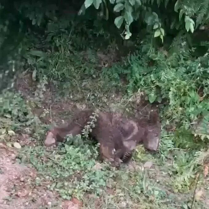 Медвежий хвост фото. Медведь в турции объелся меда. Медведь самец. Медведь завтракает. Медведь с яблоком.